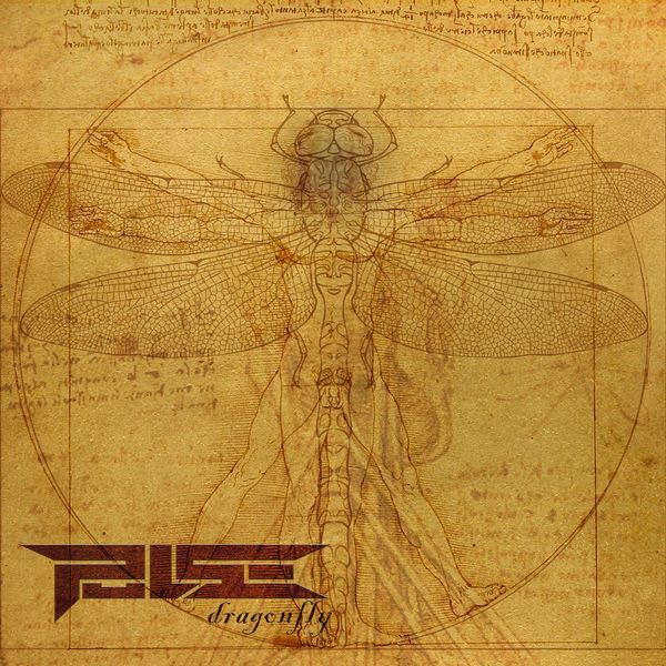 Pulse - Dragonfly